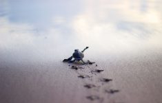 baby turtle wallpaper (54+ images)
