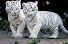 baby white tiger wallpapers - wallpaper cave