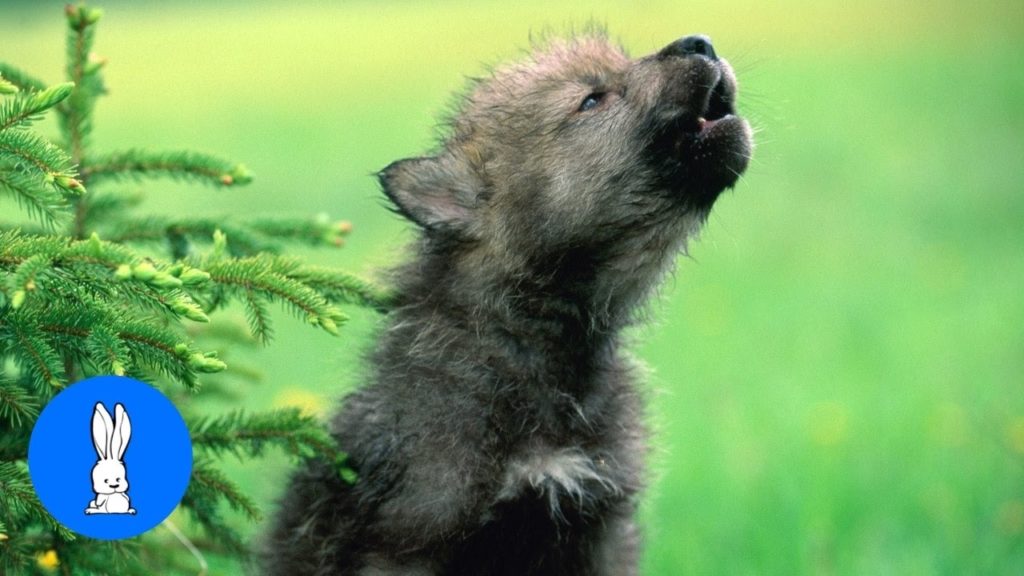 10 Most Popular Images Of Baby Wolves FULL HD 1920×1080 For PC Background 2024 free download baby wolf pups howling cutest compilation youtube 1024x576