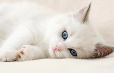backgrounds cute cat amp pics hd only with wallpaper of cats in for