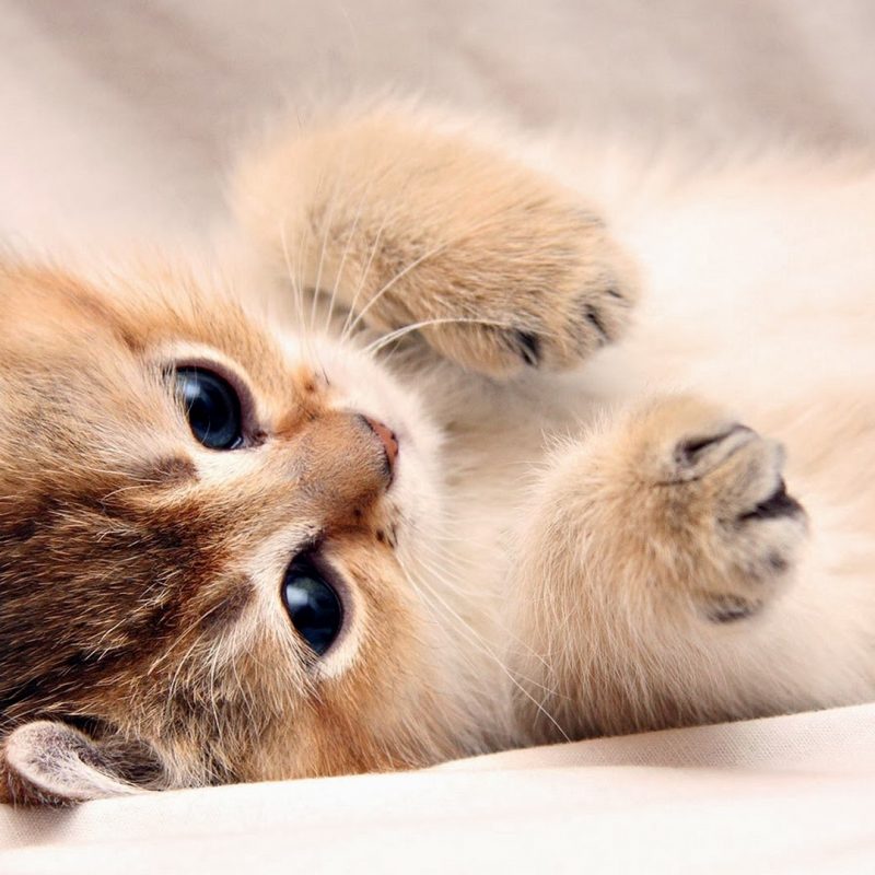 10 New Cute Cat Wallpapers Hd FULL HD 1080p For PC Background 2023