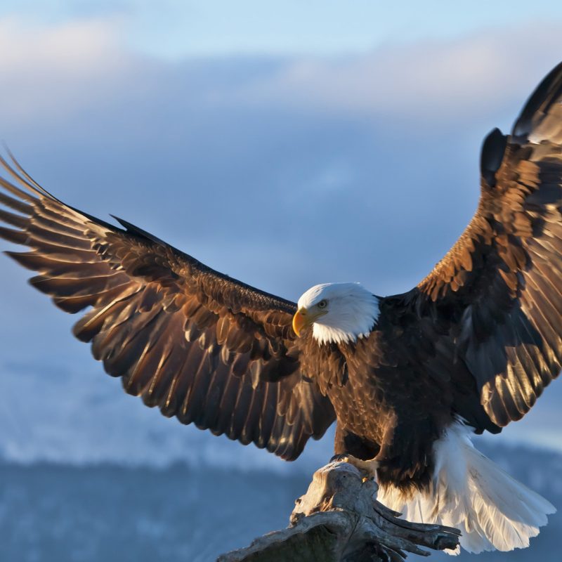 10 New Bald Eagle Wallpaper High Resolution FULL HD 1080p For PC Background 2024 free download bald eagle dark sky spread wings wallpaper hd wallpapers13 800x800