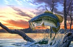 bass images of fish | largemouth bass fishing wallpaper background