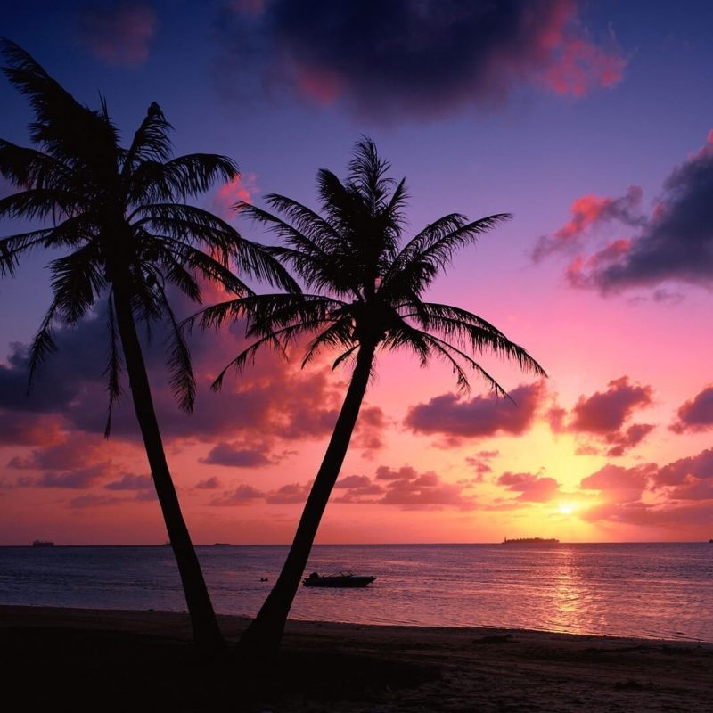 10 Latest Palm Tree Sunset Wallpaper FULL HD 1920×1080 For PC Desktop 2024 free download %name
