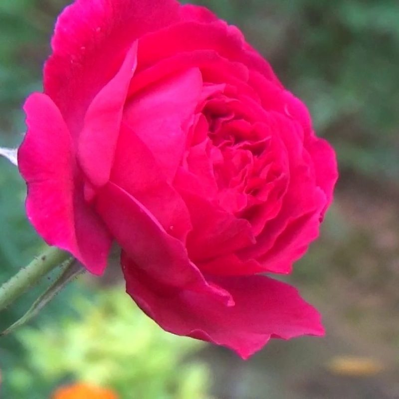 10 Best Rose Flower Images Free Download Hd FULL HD 1080p For PC Desktop 2024 free download beautiful rose flowers hd loop free download youtube 800x800