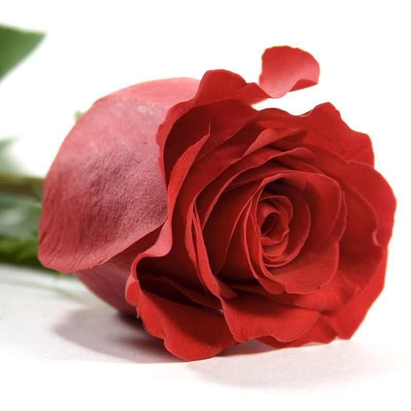 10 Top Single Red Rose Picture FULL HD 1080p For PC Background 2024 free download beautiful single red rose wallpapers group 50 1 800x800