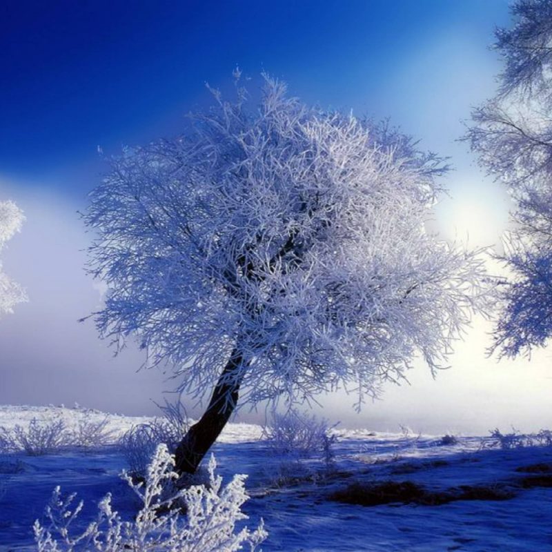10 Most Popular Beautiful Snow Nature Wallpapers FULL HD 1920×1080 For PC Desktop 2021 free download beautiful snow wallpapers wallpaper cave 800x800