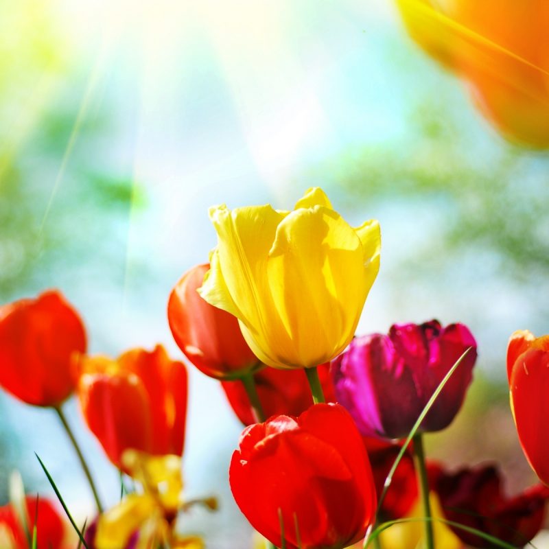 10 Best Spring Flowers Pictures For Desktop FULL HD 1920×1080 For PC Desktop 2024 free download best free flower desktop backgrounds high resolution spring 800x800