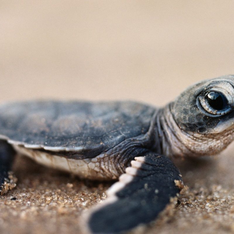 10 Best Baby Sea Turtle Wallpaper FULL HD 1080p For PC Background 2024 free download bing baby turtle hd desktop wallpaper widescreen high adorable 1 800x800