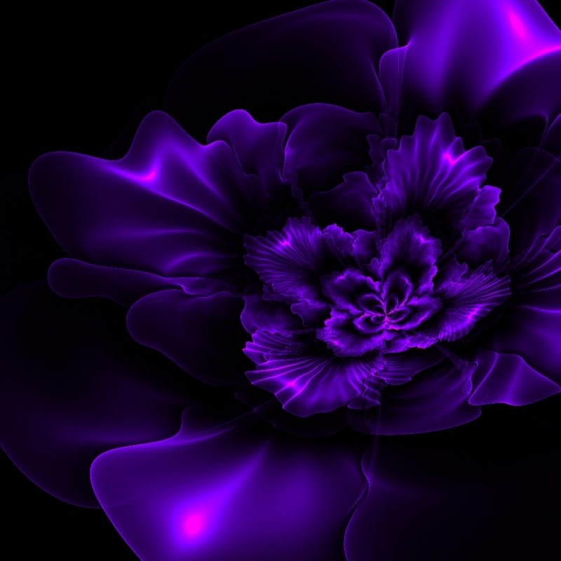 10 Most Popular Black And Purple Flower Wallpaper FULL HD 1920×1080 For PC Background 2021 free download black and purple floral wallpaper dark purple flowers pictures 06 800x800