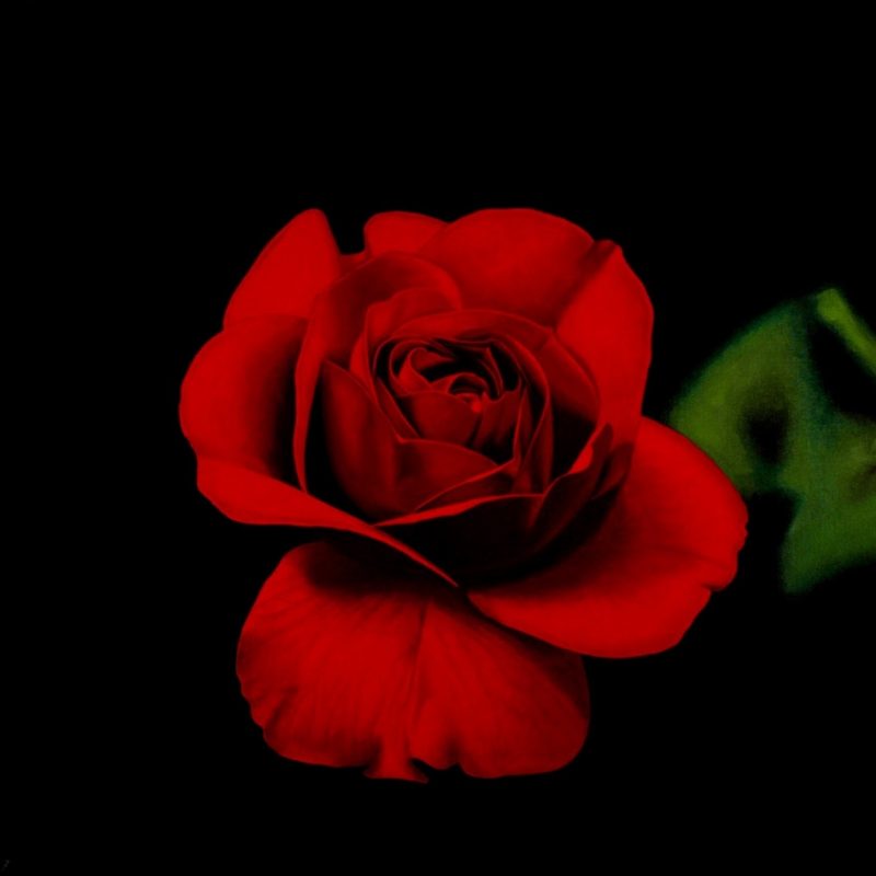 10 Best Roses On Black Background FULL HD 1920×1080 For PC Background 2021 free download black and red roses red rose on black background oil painting on 800x800