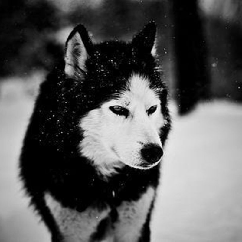 10 Most Popular Black  And White  Wolves  Wallpaper  FULL HD 