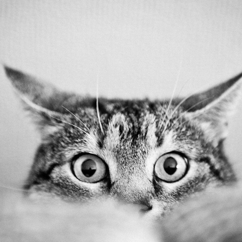 10 New Black And White Cat Wallpaper FULL HD 1080p For PC Desktop 2021 free download black and white cat wallpapers wallpaper cave 2 800x800