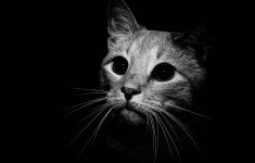 black and white cat wallpapers - wallpaper cave