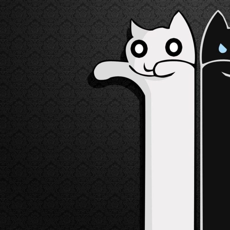10 New Black And White Cat Wallpaper FULL HD 1080p For PC Desktop 2021 free download black and white cat wallpapers wallpaper cave 4 800x800