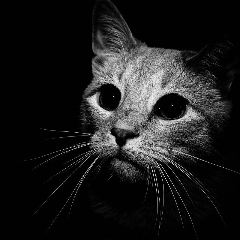 10 New Black And White Cat Pictures FULL HD 1920×1080 For PC Background 2024 free download black and white cat wallpapers wallpaper cave 5 800x800