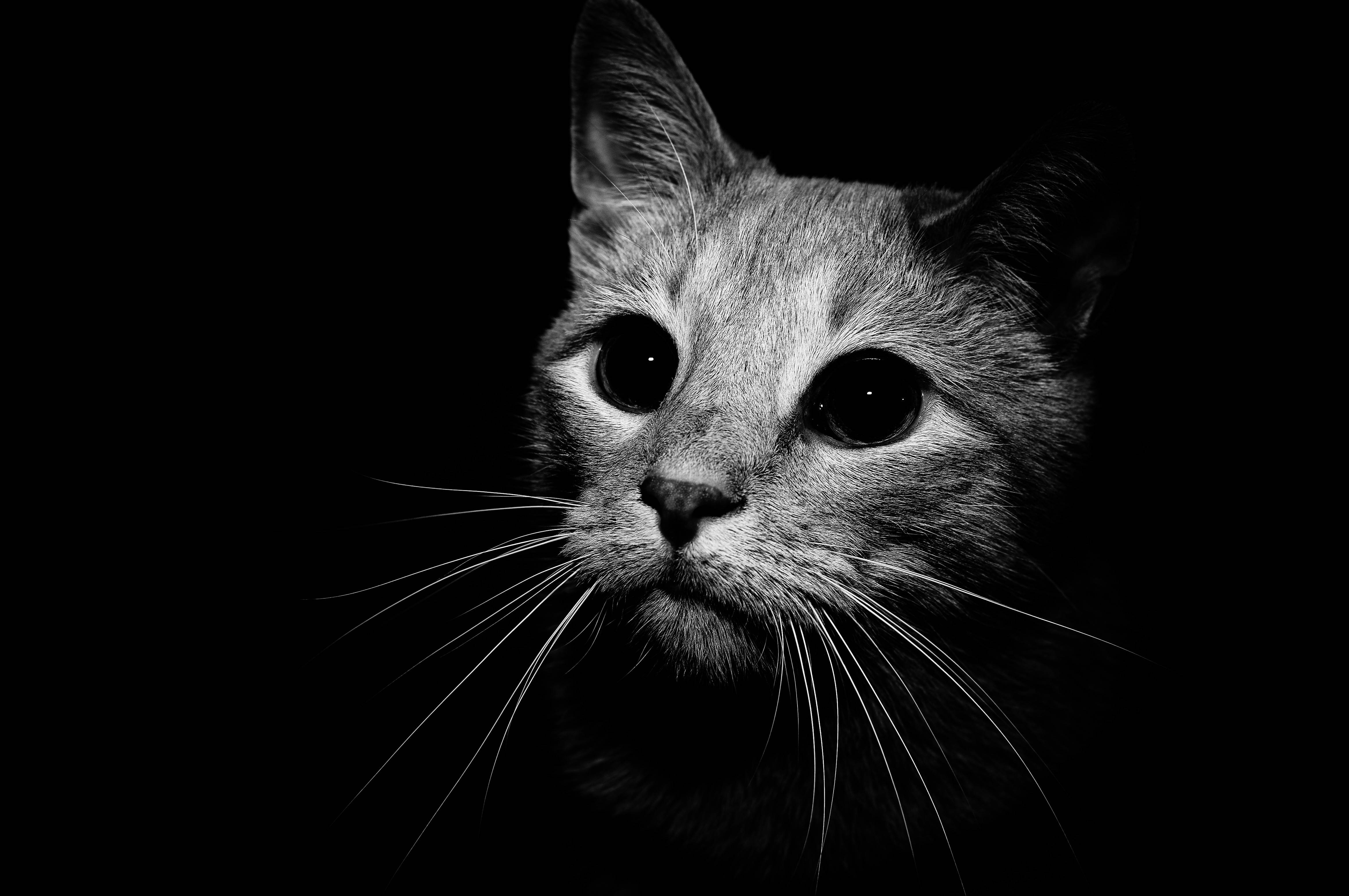 black and white cat wallpapers - wallpaper cave