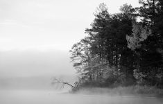 black and white forest background for desktop | pixelstalk