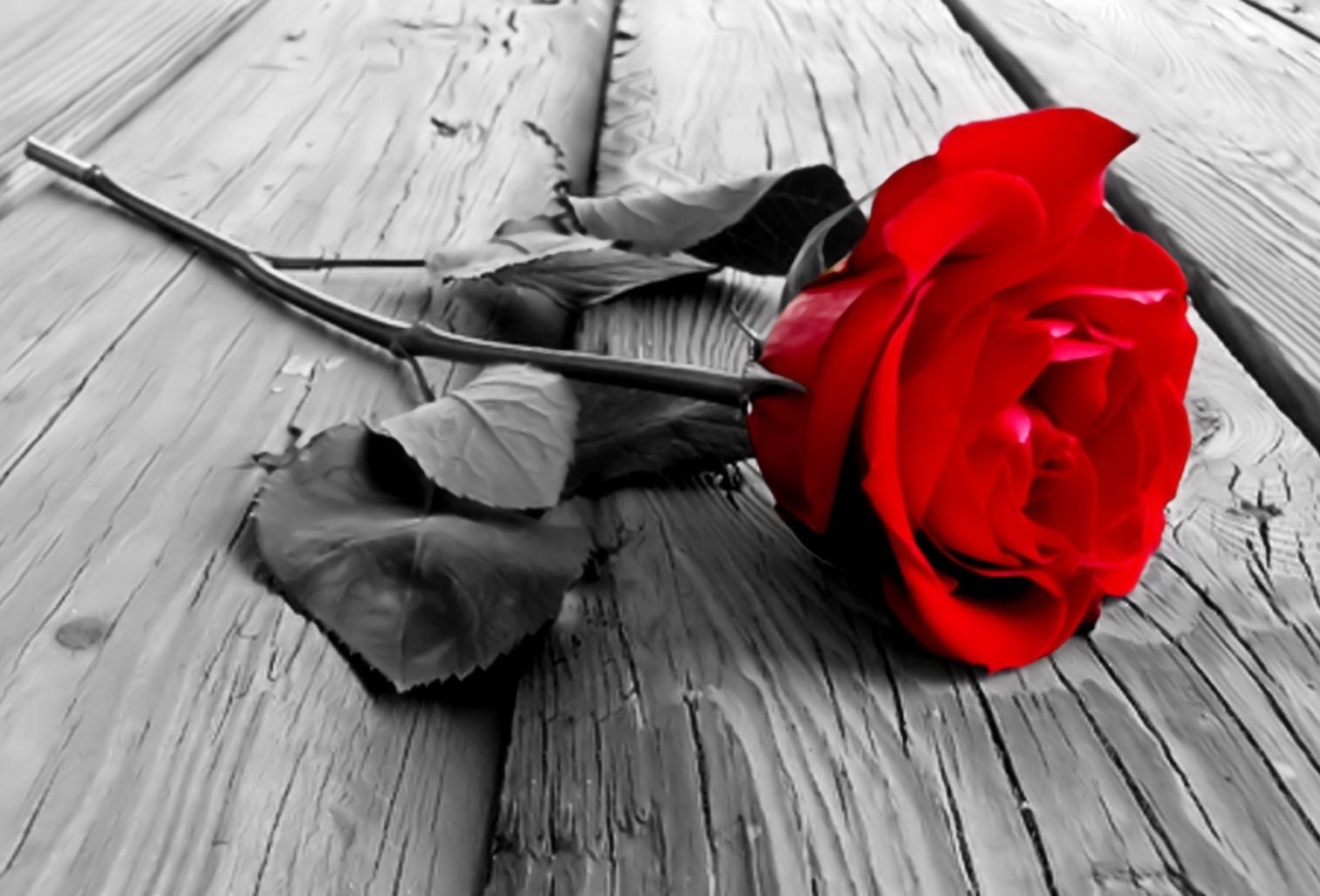10 Most Popular Black And White Rose Wallpaper FULL HD 1920×1080 For PC