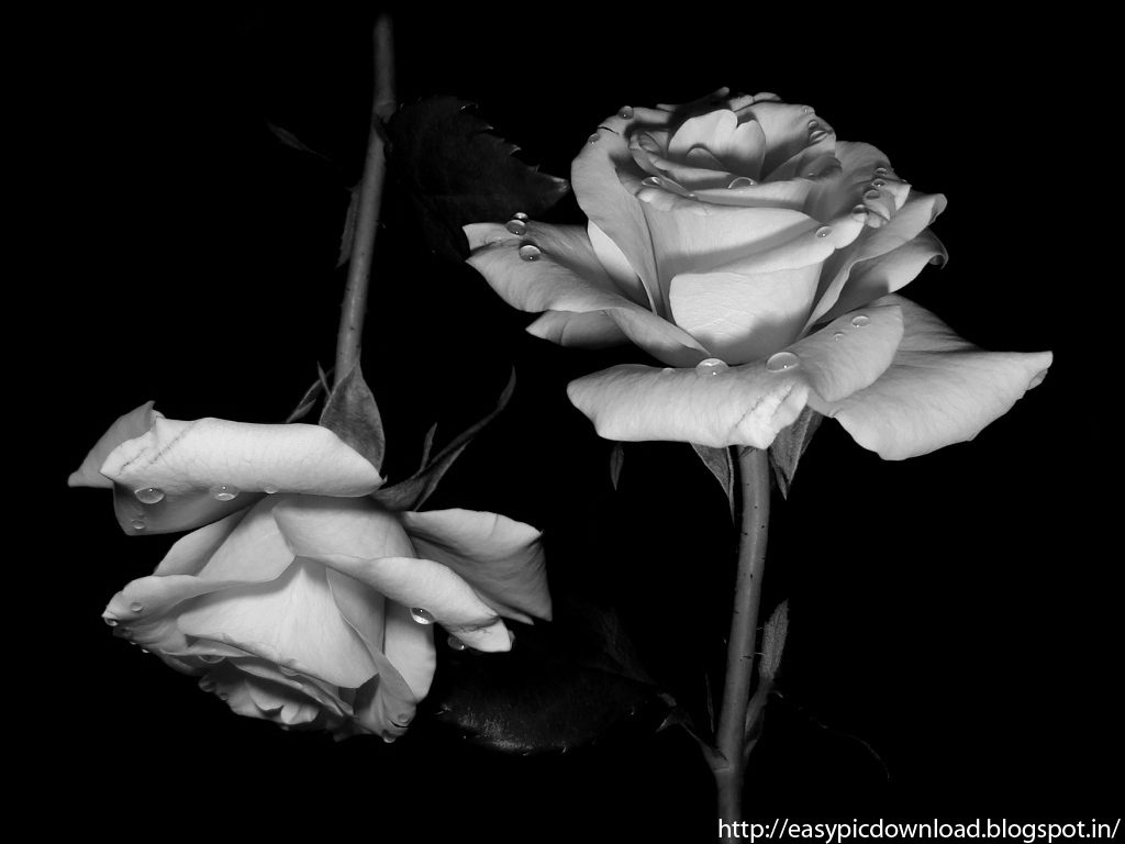 10 Most Popular Black And White Rose Wallpaper FULL HD 1920×1080 For PC Background 2024 free download black and white rose wallpaper easy pic download 1024x768