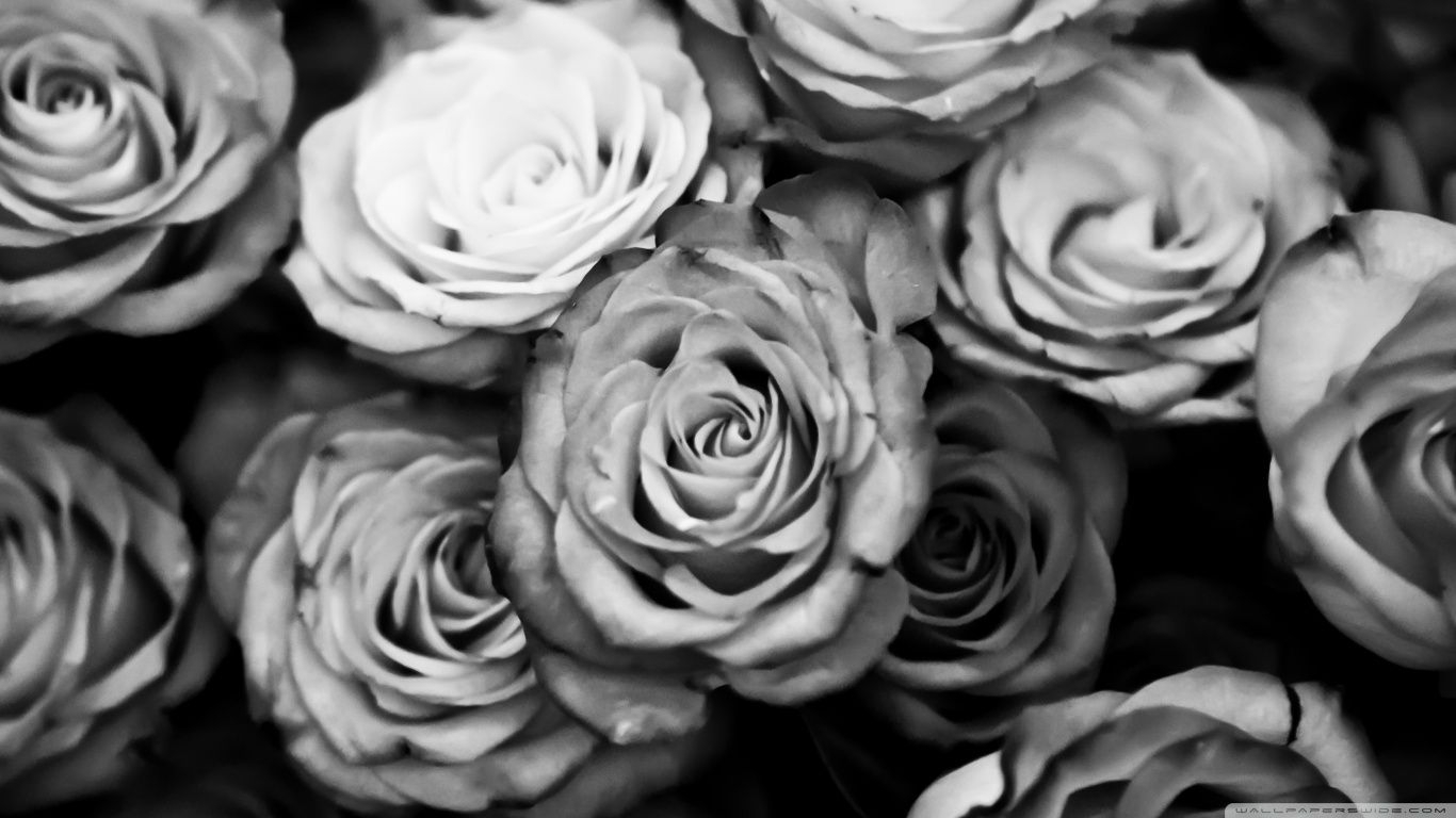 black and white rose wallpaper hd background 9 hd wallpapers
