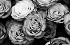 black and white rose wallpaper hd background 9 hd wallpapers