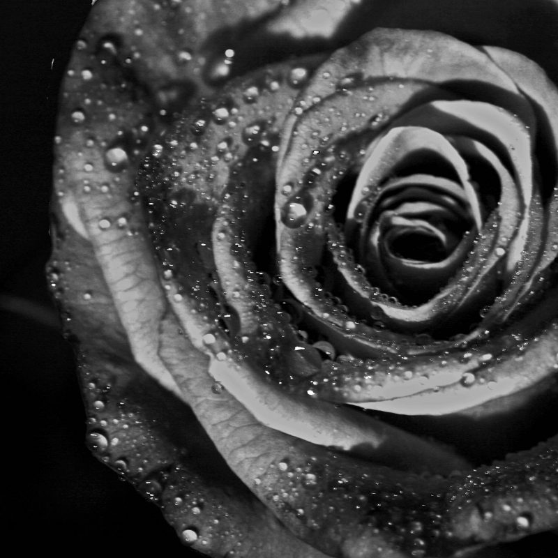 10 Best Black And White Roses Wallpaper FULL HD 1080p For PC Desktop 2023 free download black and white roses wallpapers wallpaper cave 800x800