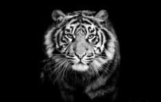 black and white tiger wallpaper (60+ images)