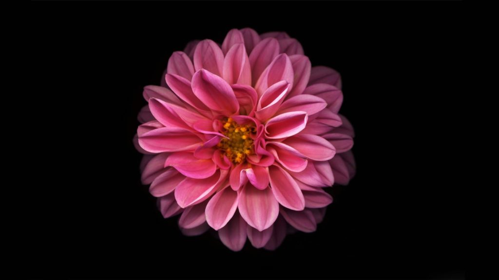 10 Top Black And Pink Flower Wallpaper FULL HD 1080p For PC Background 2024 free download black flower wallpaper7 1024x576