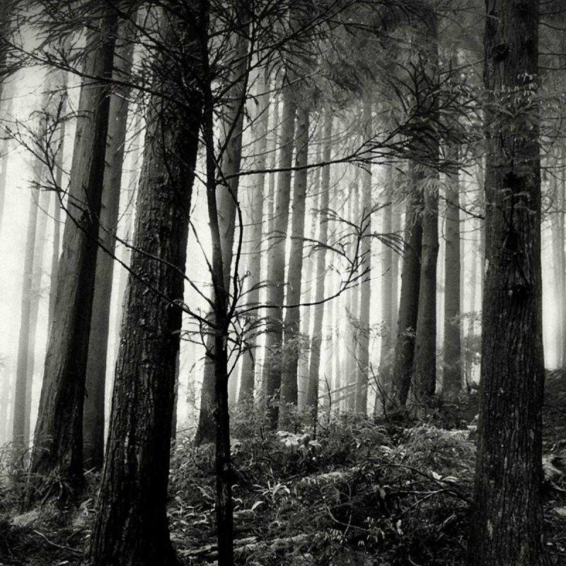 10 New Black And White Forest Wallpaper FULL HD 1920×1080 For PC Background 2024 free download black forest wallpaper desktop and white of laptop hd gipsypixel 800x800