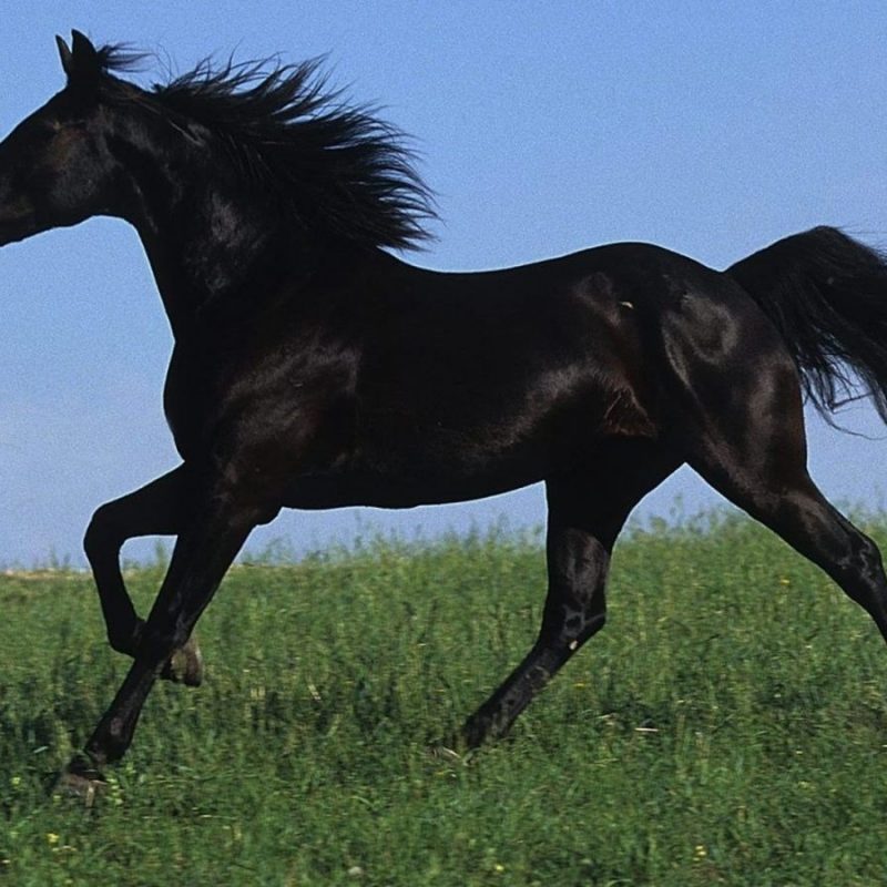 10 Latest Images Of Black Horses FULL HD 1080p For PC Background 2024 free download black horse galloping in a field of green grass desktop wallpaper 800x800