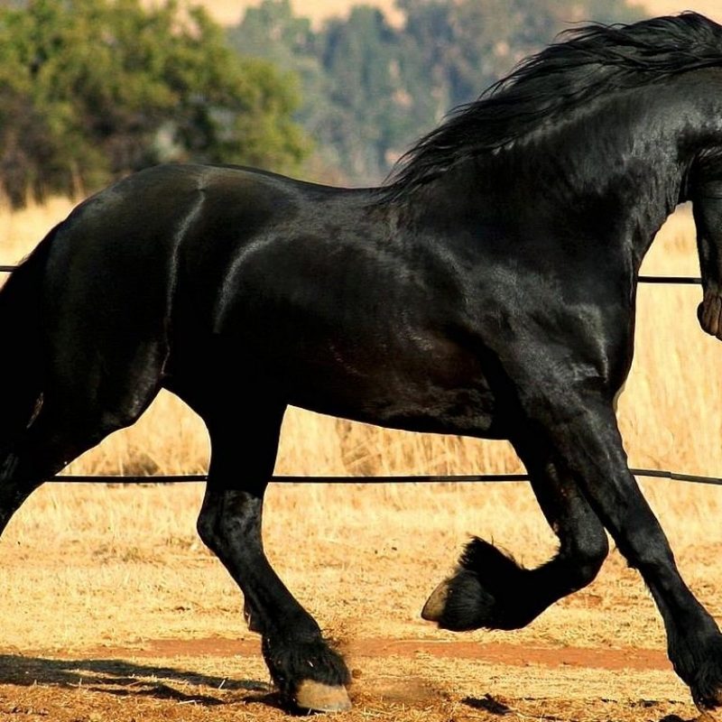 10 Latest Images Of Black Horses FULL HD 1080p For PC Background 2024 free download black horse hd photo wallpaper 2320 amazing wallpaperz 800x800