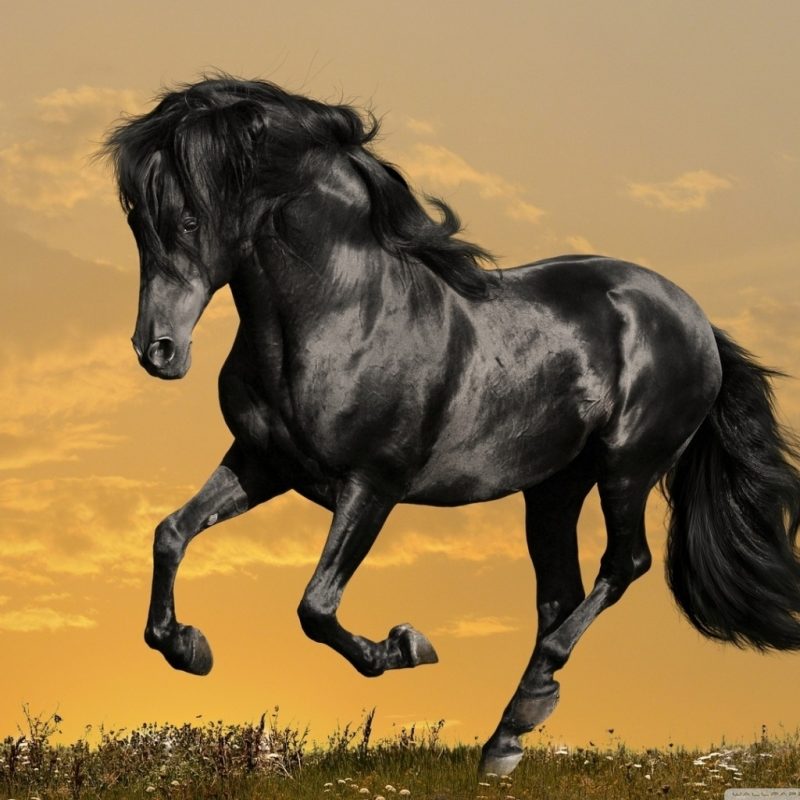10 Latest Images Of Black Horses FULL HD 1080p For PC Background 2024 free download black horse running e29da4 4k hd desktop wallpaper for 4k ultra hd tv 800x800
