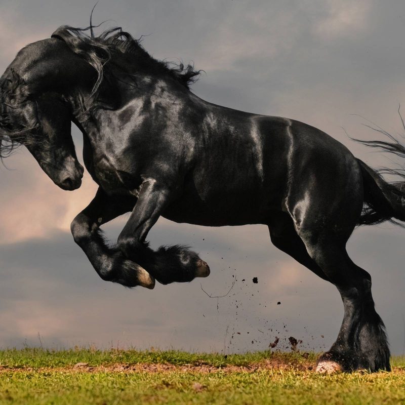 10 Latest Images Of Black Horses FULL HD 1080p For PC Background 2024 free download black horse wallpapers wallpaper cave 800x800