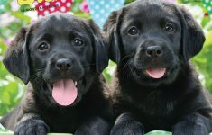black lab puppies wall calendar 2018 | browntrout | calendars