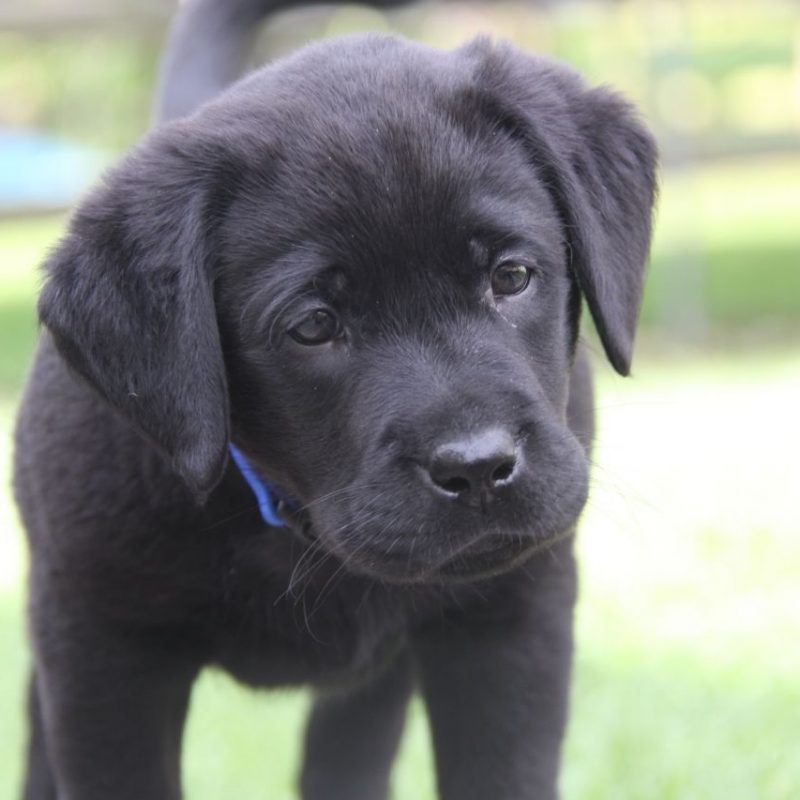10 Best Pics Of Black Lab Puppies FULL HD 1080p For PC Background 2021 free download black labrador puppy ready this weekend bristol bristol pets4homes 800x800