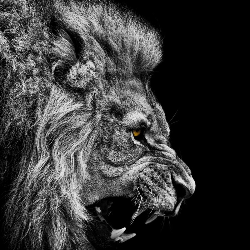 10 Best Angry Lion Wallpaper Black And White FULL HD 1080p For PC Desktop 2021 free download black lion hd wallpapers collection 49 800x800
