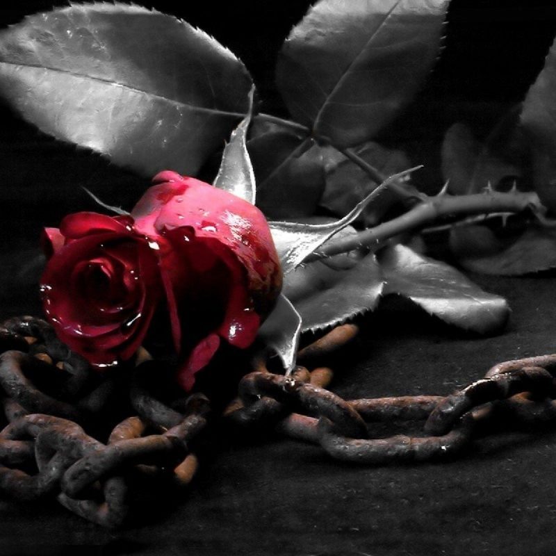 10 Best Black Rose Wallpaper Gothic FULL HD 1920×1080 For PC Background 2024 free download black rose gothic background hd wallpaper gallery full hd 800x800