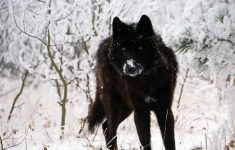 black wolf wallpapers high quality download free | hd wallpapers