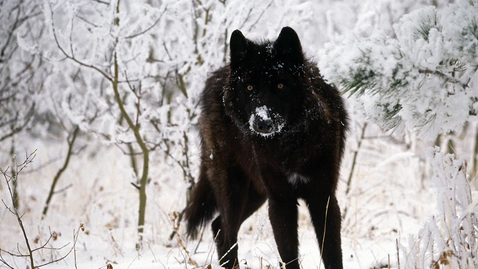 black wolf wallpapers high quality download free | hd wallpapers
