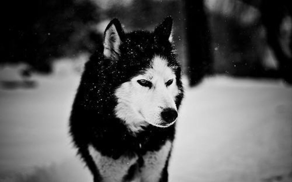 10 Most Popular Black And White Wolf Wallpaper FULL HD 1080p For PC Desktop 2021 free download black wolf wallpapers picture ololoshenka pinterest wolf 1024x640