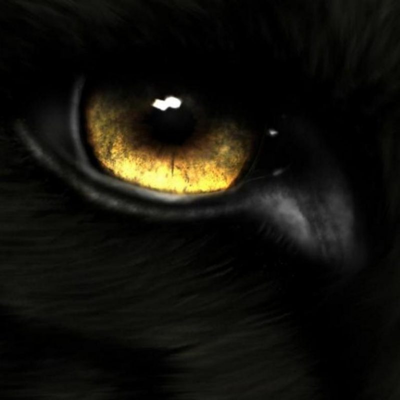 10 New Black Wolf With Red Eyes Wallpaper FULL HD 1080p For PC Desktop 2023