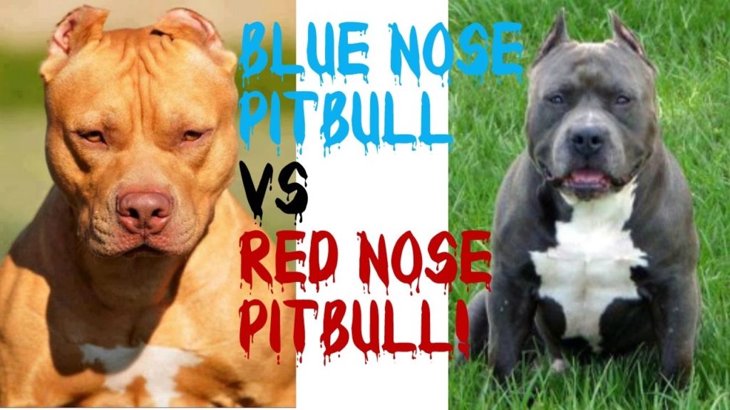 10 New Red Nose Pit Bull Pic FULL HD 1920×1080 For PC Desktop 2024 free download blue nose pitbulls vs red nose pitbulls pt 2 youtube 1024x576