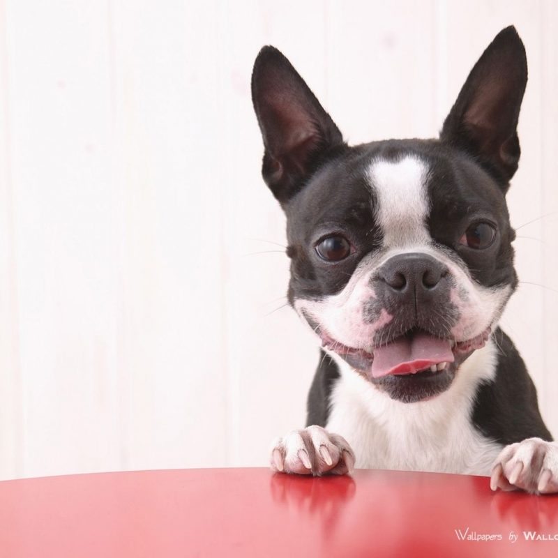 10 Best Boston Terrier Desktop Wallpaper FULL HD 1920×1080 ...
