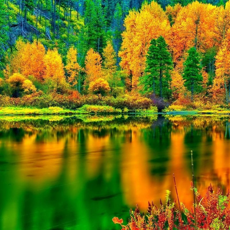 10 Most Popular Fall Colors Desktop Wallpaper Full Hd 1080p For Pc