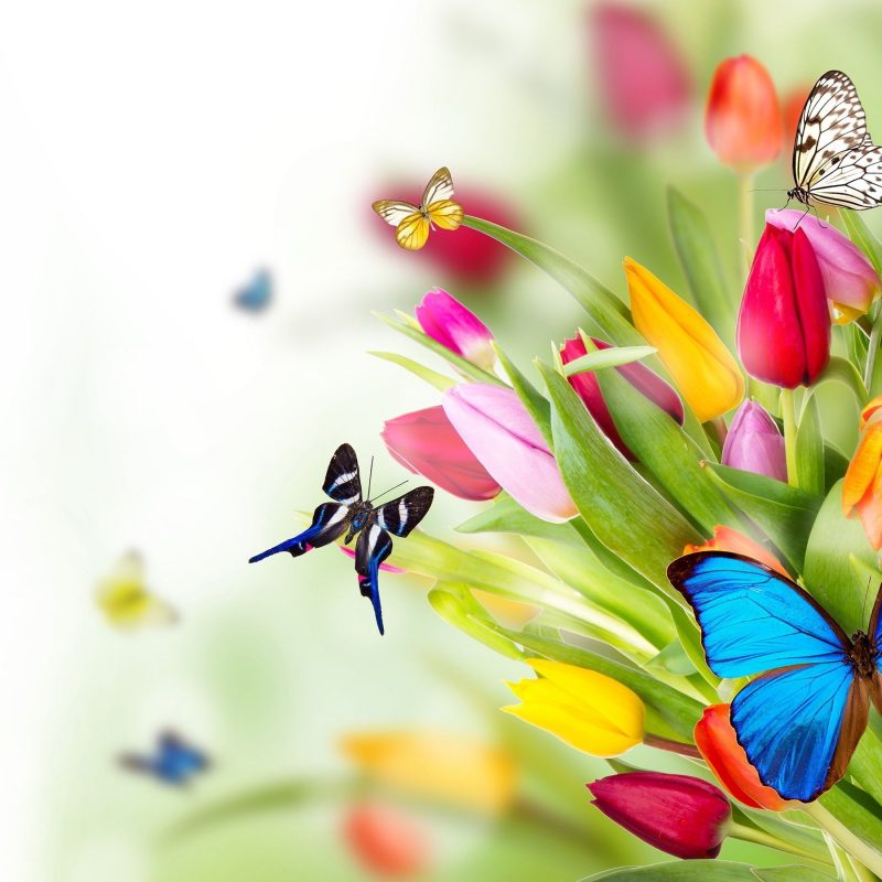 10 Most Popular Flowers And Butterflies Wallpaper FULL HD 1920×1080 For PC Background 2021 free download butterfly backgrounds flowers butterflies wallpapers pictures 1 800x800