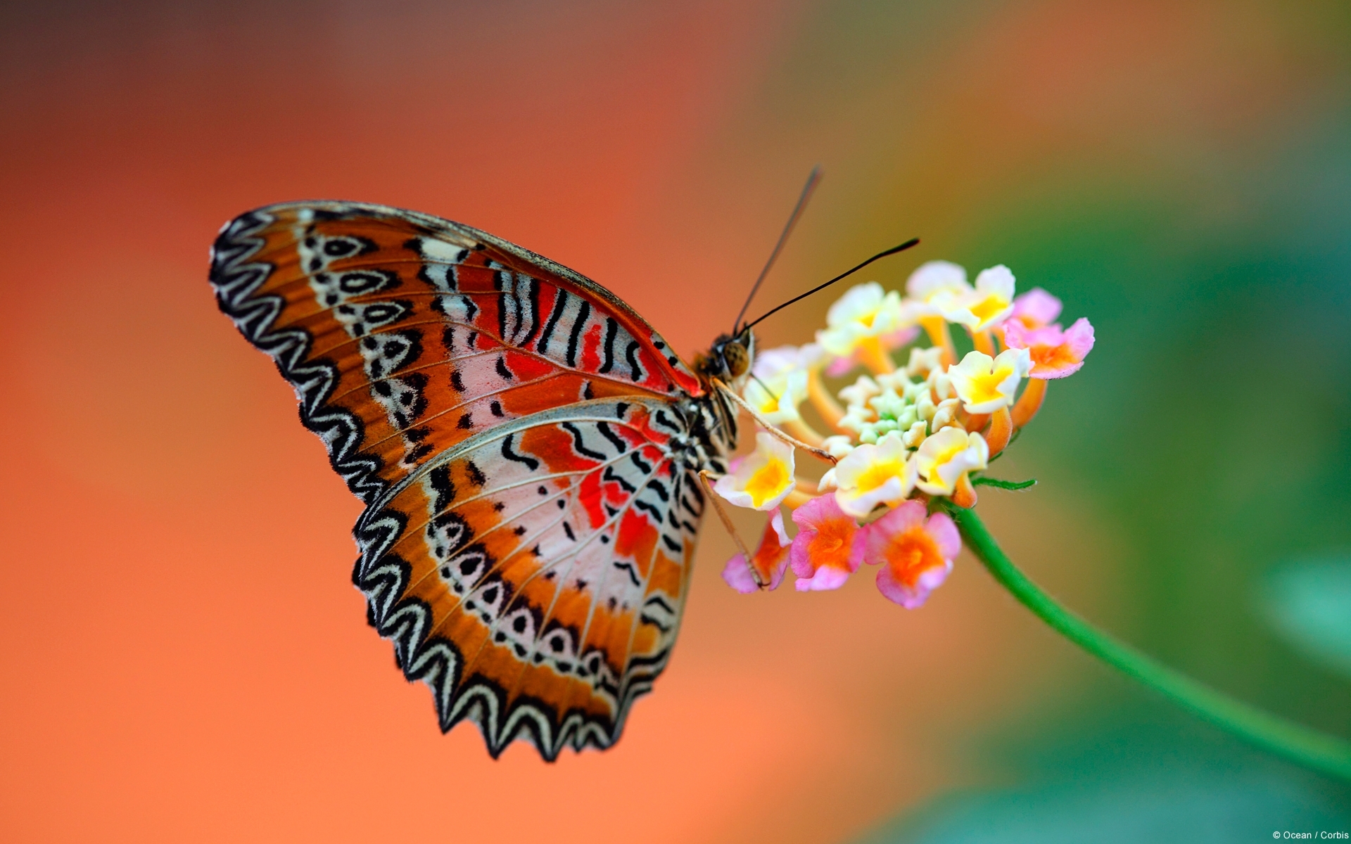 10 Latest Flowers With Butterfly Wallpaper Hd FULL HD 1080p For PC