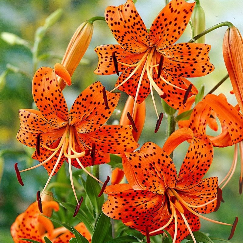 10 Best Images Of Tiger Lily FULL HD 1920×1080 For PC Background 2024 free download buy tiger lily bakker 1 800x800