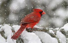 cardinal birds
