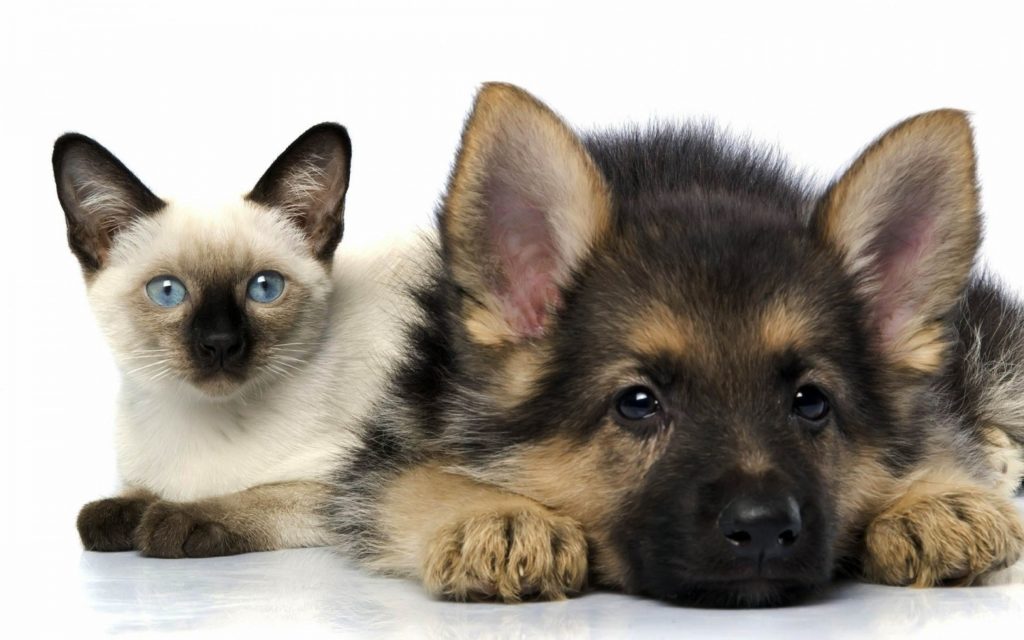 10 New Dog And Cat Backgrounds FULL HD 1920×1080 For PC Background 2024 free download cat and dog wallpaper 1024x640